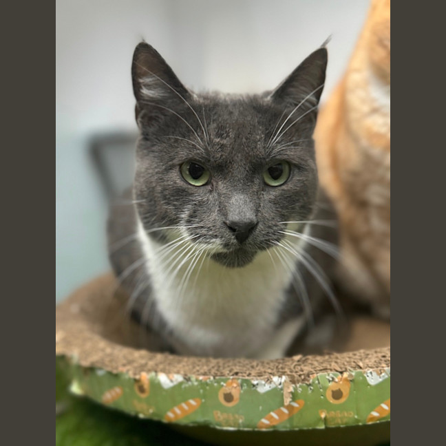 Photo of Christian Grey