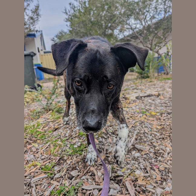 Photo of Rex