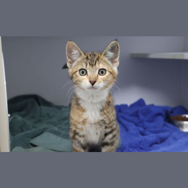 Photo of Olive