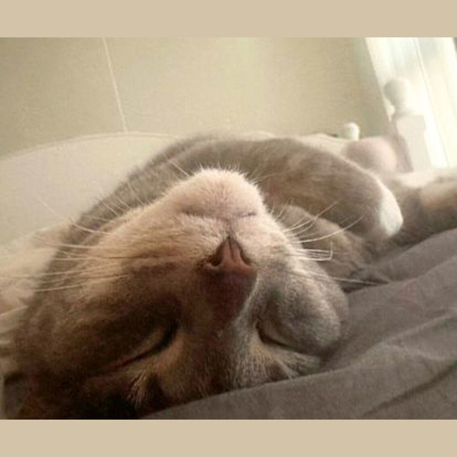 Photo of Milo