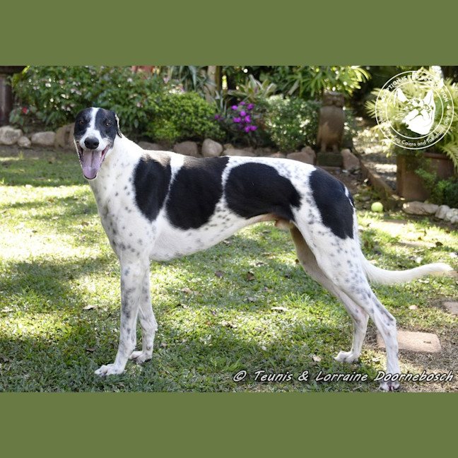 Photo of Ranger (Apache Malt)
