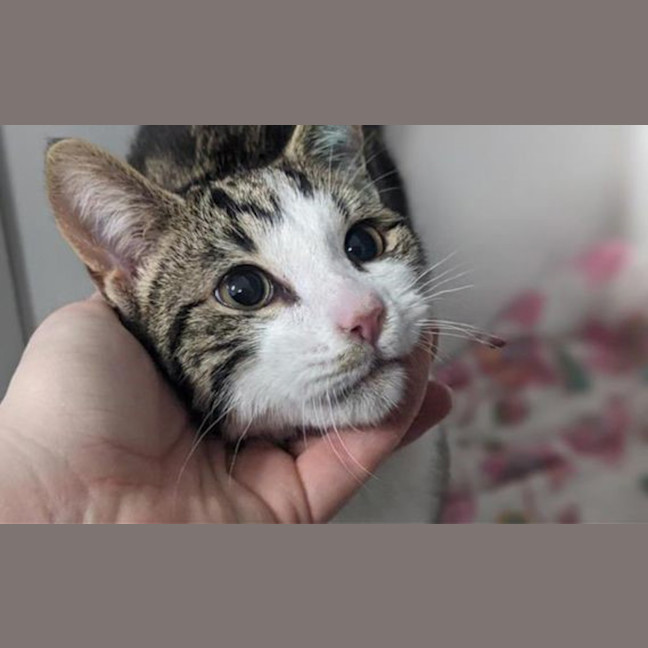 Photo of Simba