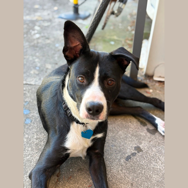 Photo of Sparky
