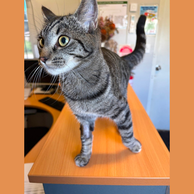 Photo of Tango