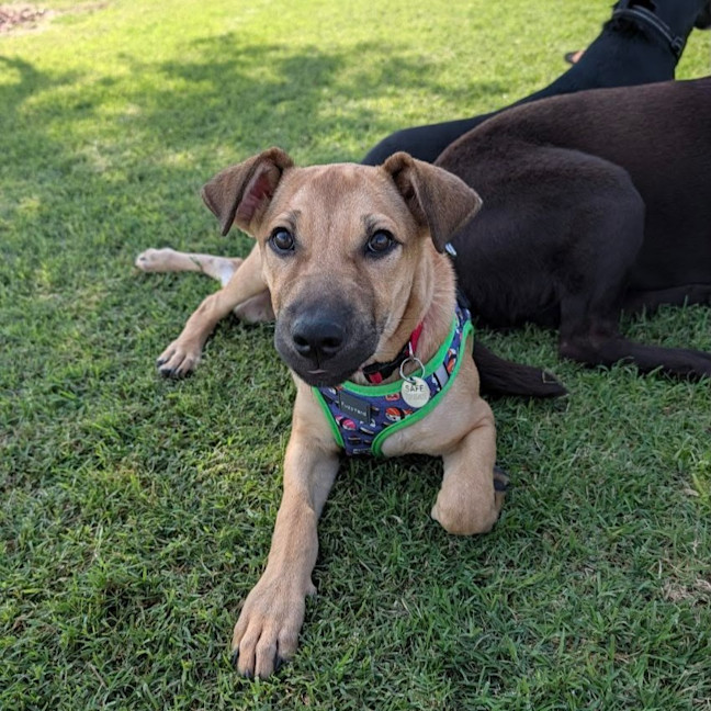 Photo of Sadie