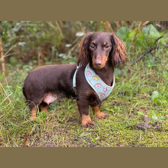 Photo of Fifi