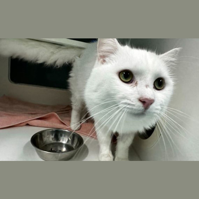 Photo of Snowy