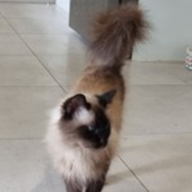 Photo of Opal
