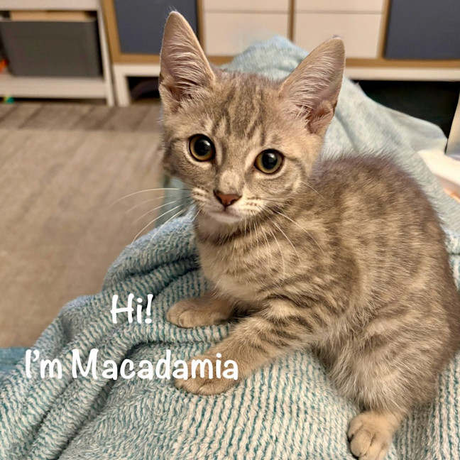 Photo of Macadamia
