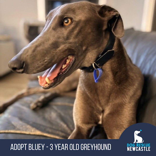Photo of Bluey   3 Year Old Greyhound