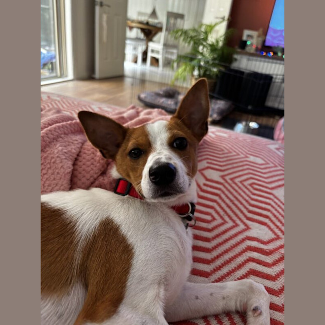 Photo of Toby