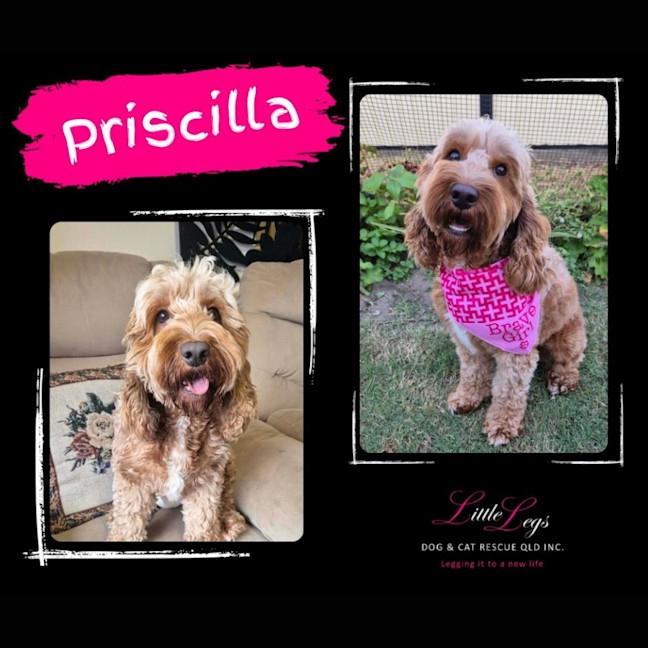 Photo of Priscilla