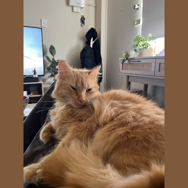 Photo of Juno