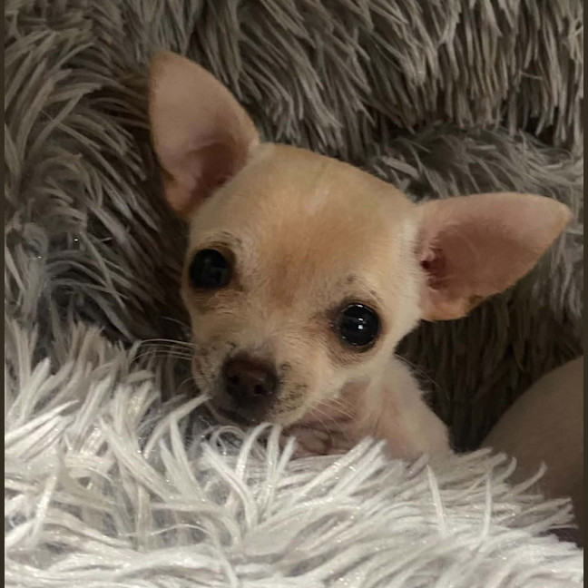 Photo of Pip
