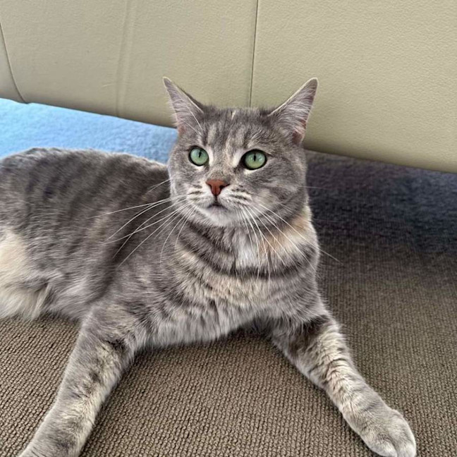 Photo of Pebble