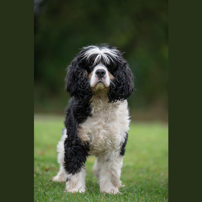Photo of Yoshi