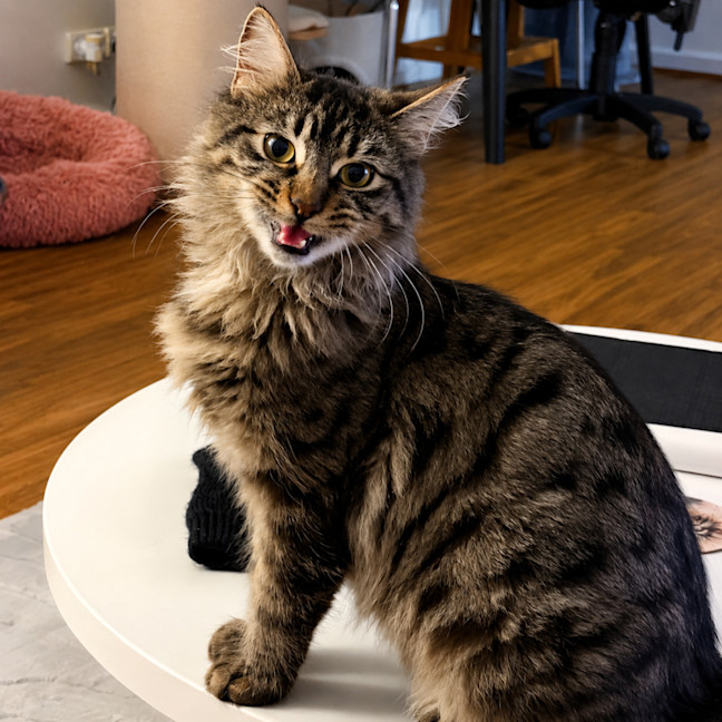 Photo of Jasper