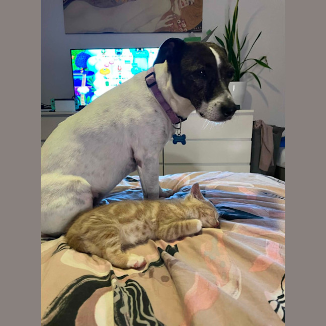 Photo of Mufassa   In Foster Care In Bentleigh East