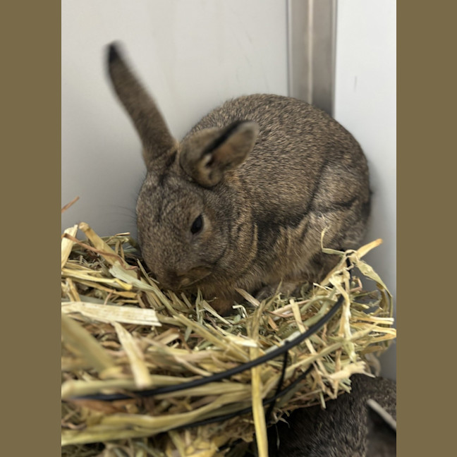 Photo of Vanilla Bean