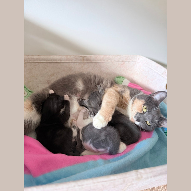 Photo of Popcorn Or "Poppy"