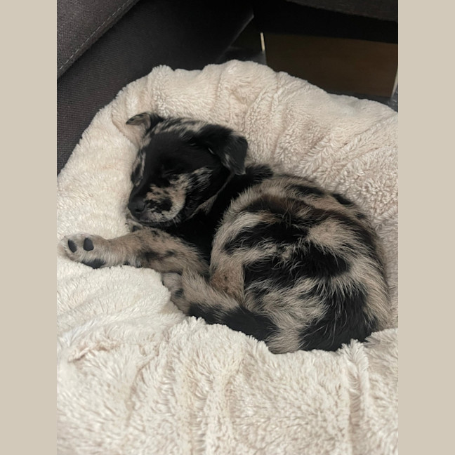 Photo of Leo   8 Week Old Koolie (Trial)