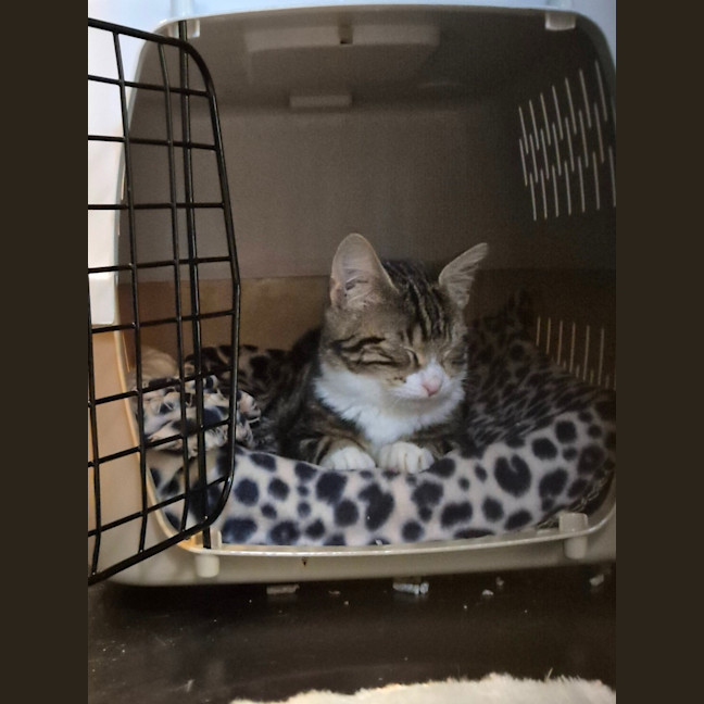 Photo of Lumey   Located In Templestowe