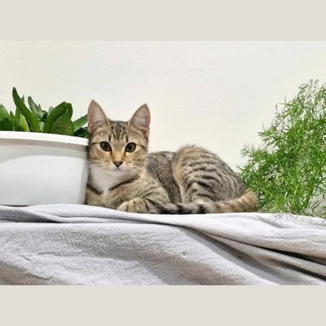 Photo of Miah