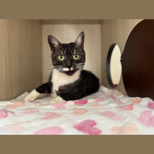 Photo of C1534 Stormi