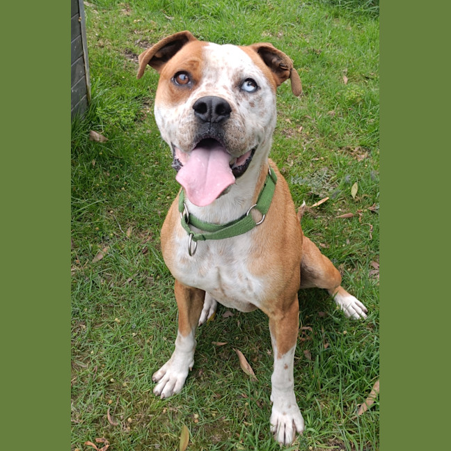 Photo of Brutus