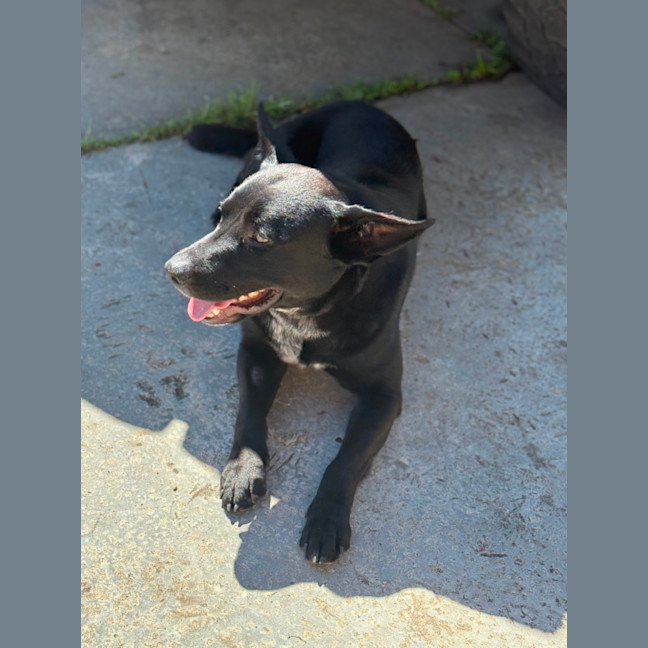 Photo of Bear   14 Month Old Labrador X