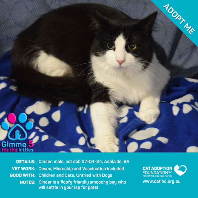 Photo of Cinder Only $50 Limited Time!