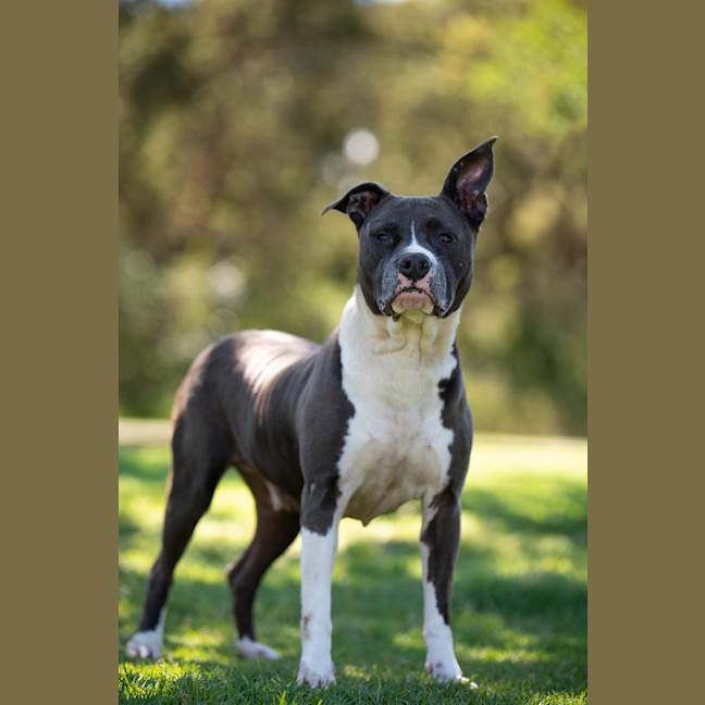 Photo of Sage