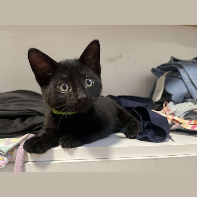 Photo of Bagheera