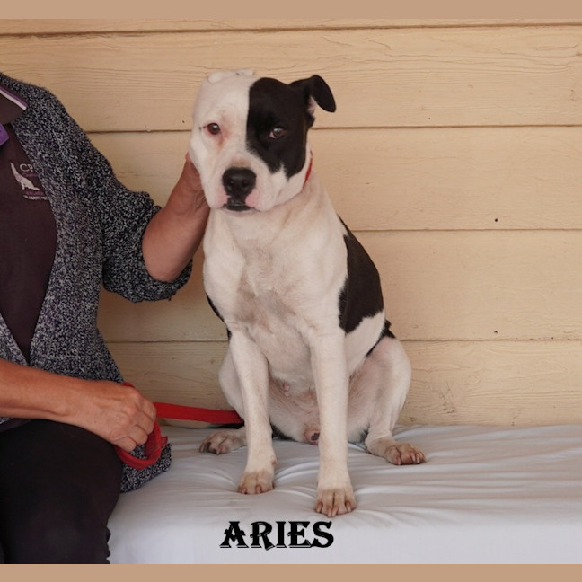 Photo of Aries