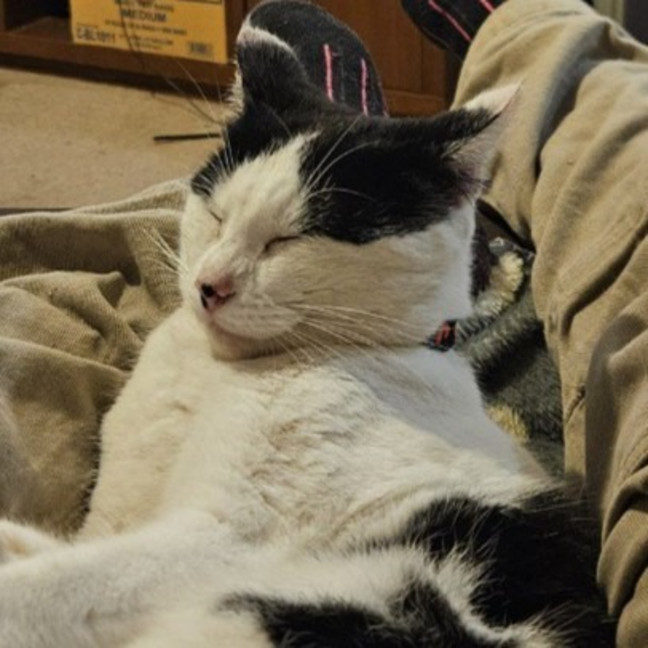 Photo of Purrdy