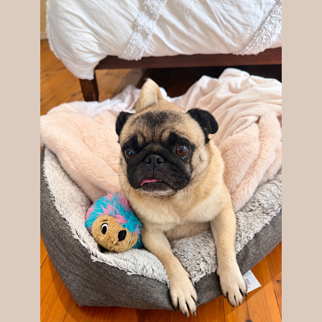 Photo of Honey