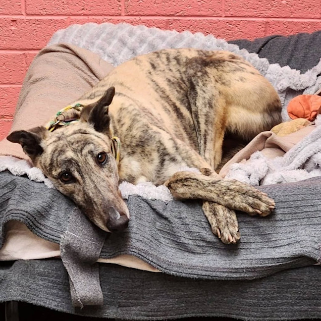 Photo of Moose The Greyhound