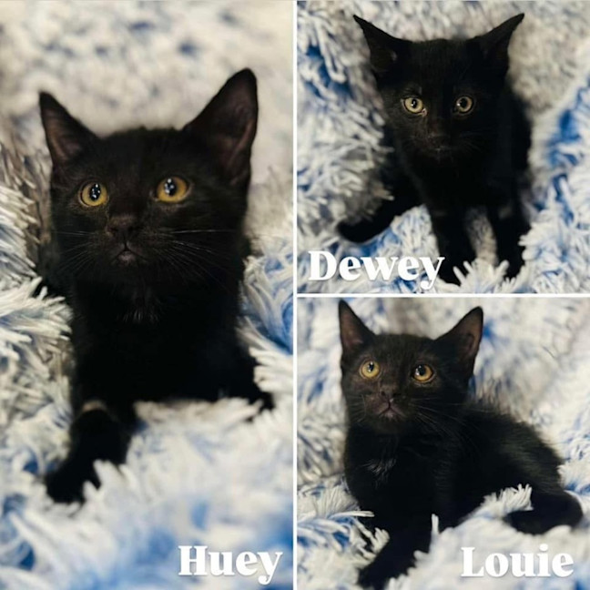 Photo of 11361   Louie