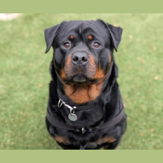 Photo of Jax