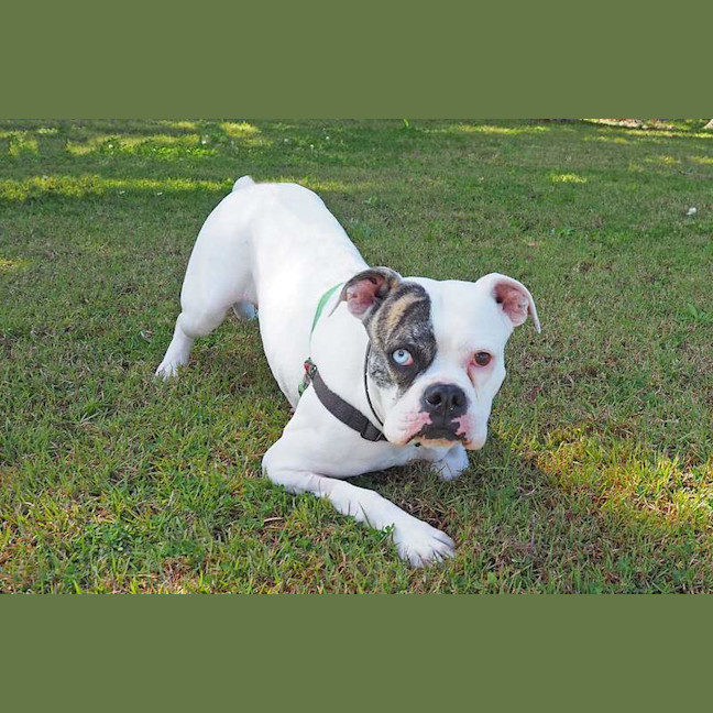 Photo of Gypsy