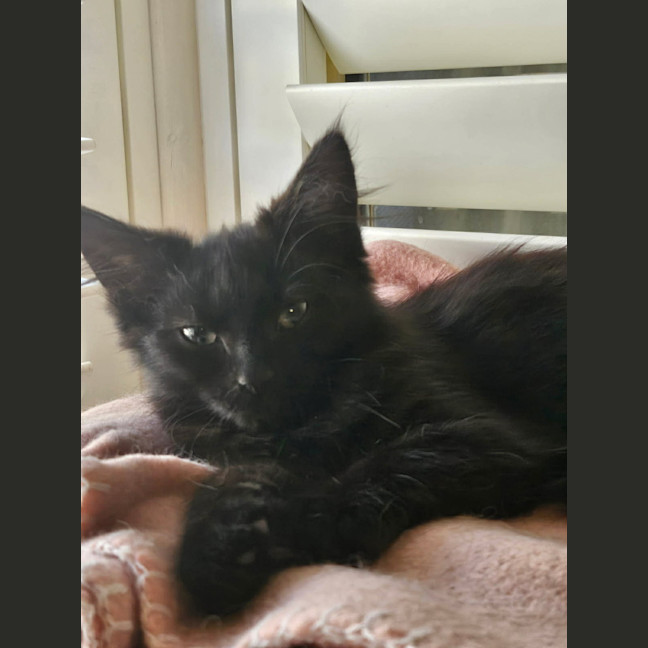 Photo of Ebony *9 Lives Project Rescue*