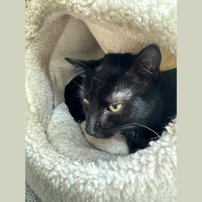 Photo of Milo**2nd Chance Cat Rescue**