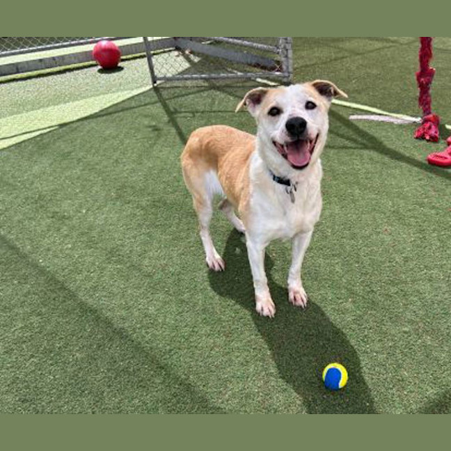 Photo of Tiki