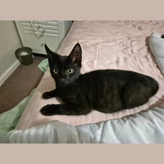 Photo of Stormy   4 Month Old Domestic Short Hair