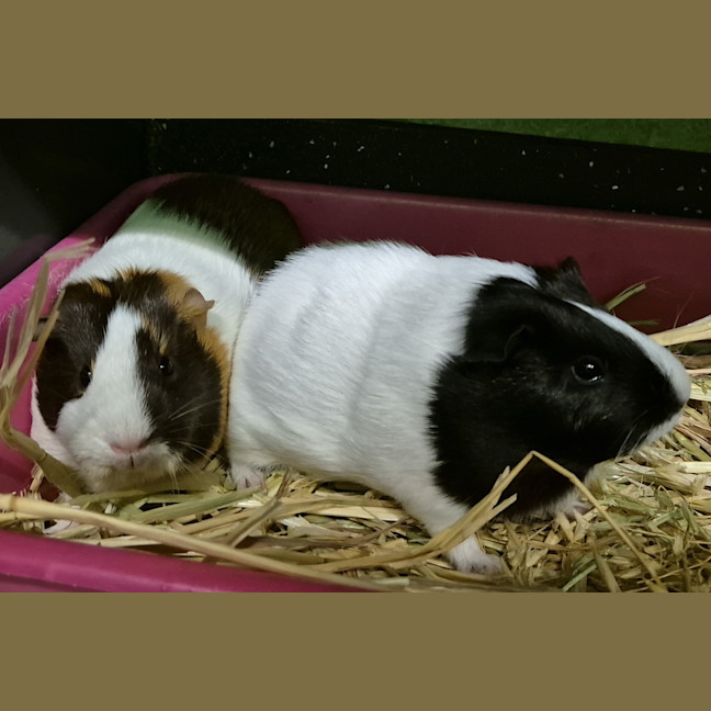 Photo of Hope (Bonded With Harmony)