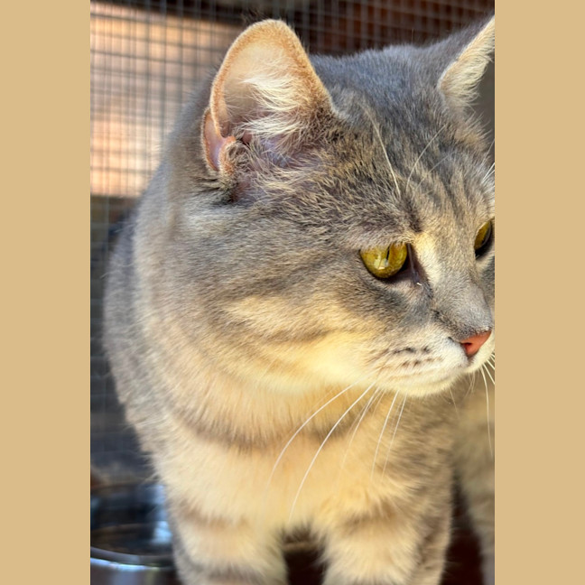 Photo of Dahlia