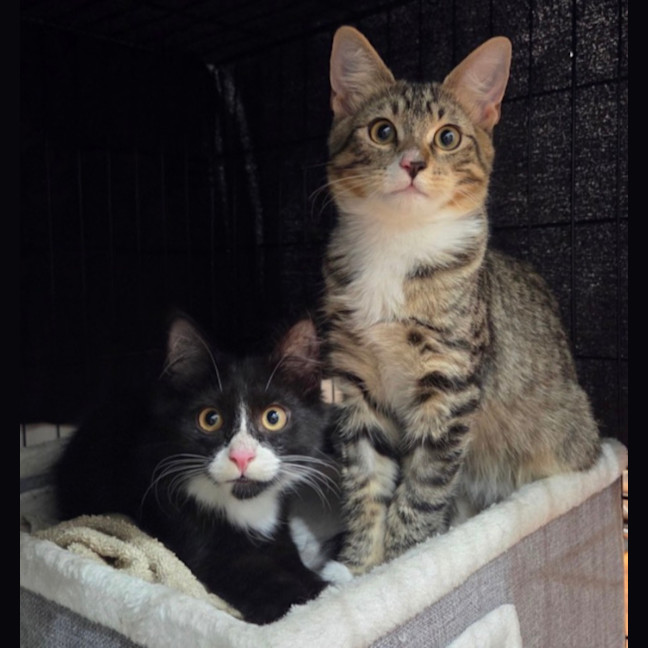 Photo of Harvey & Leo   5 Month Old Domestic Short Hair