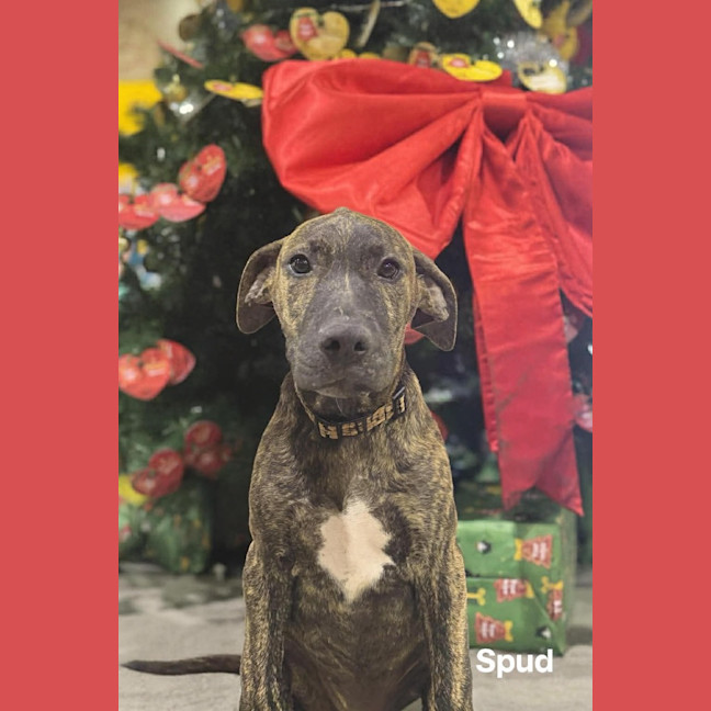 Photo of Spud