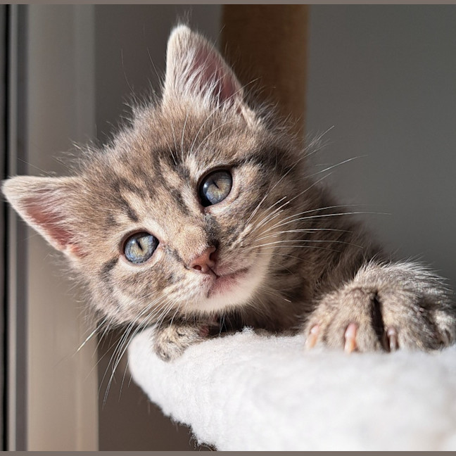 Photo of C1467 Myrtle