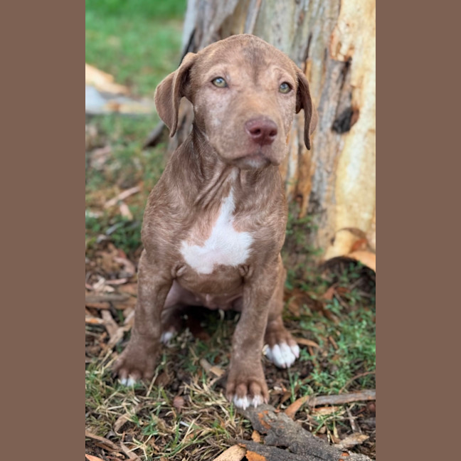 Photo of Stella 